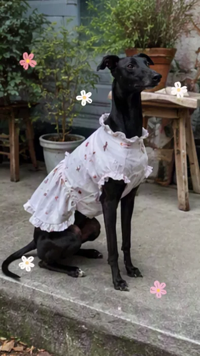 Dog cafe vlog, one-click assembly
