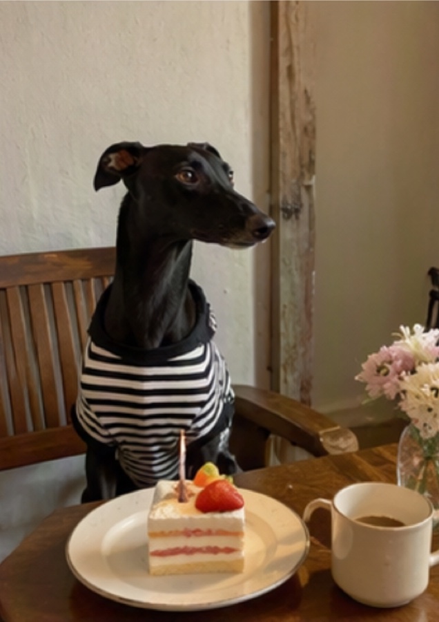 Dog cafe vlog, one-click assembly · 参照画像 · img 046