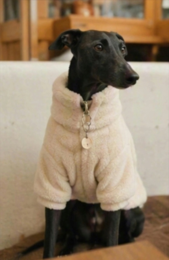 Dog cafe vlog, one-click assembly · 参照画像 · img 051