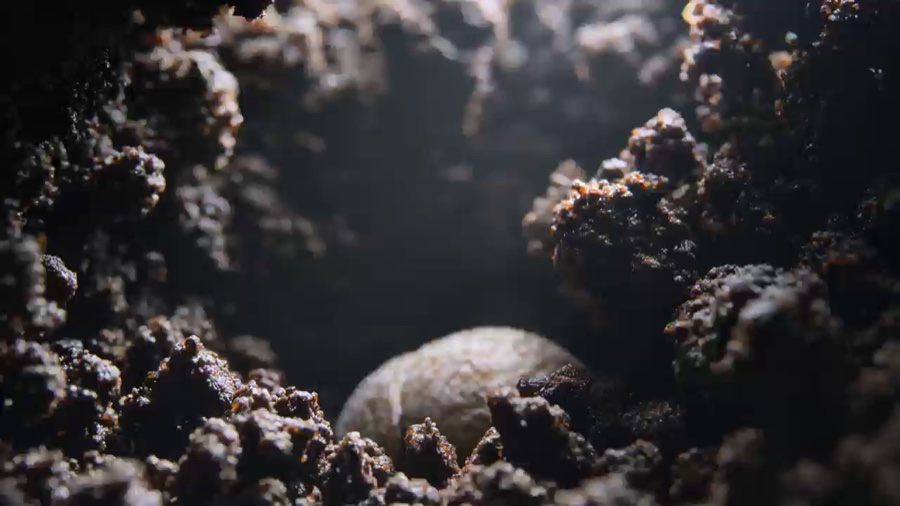 Bee pollination macro, +5s extend · ベース動画 · video1